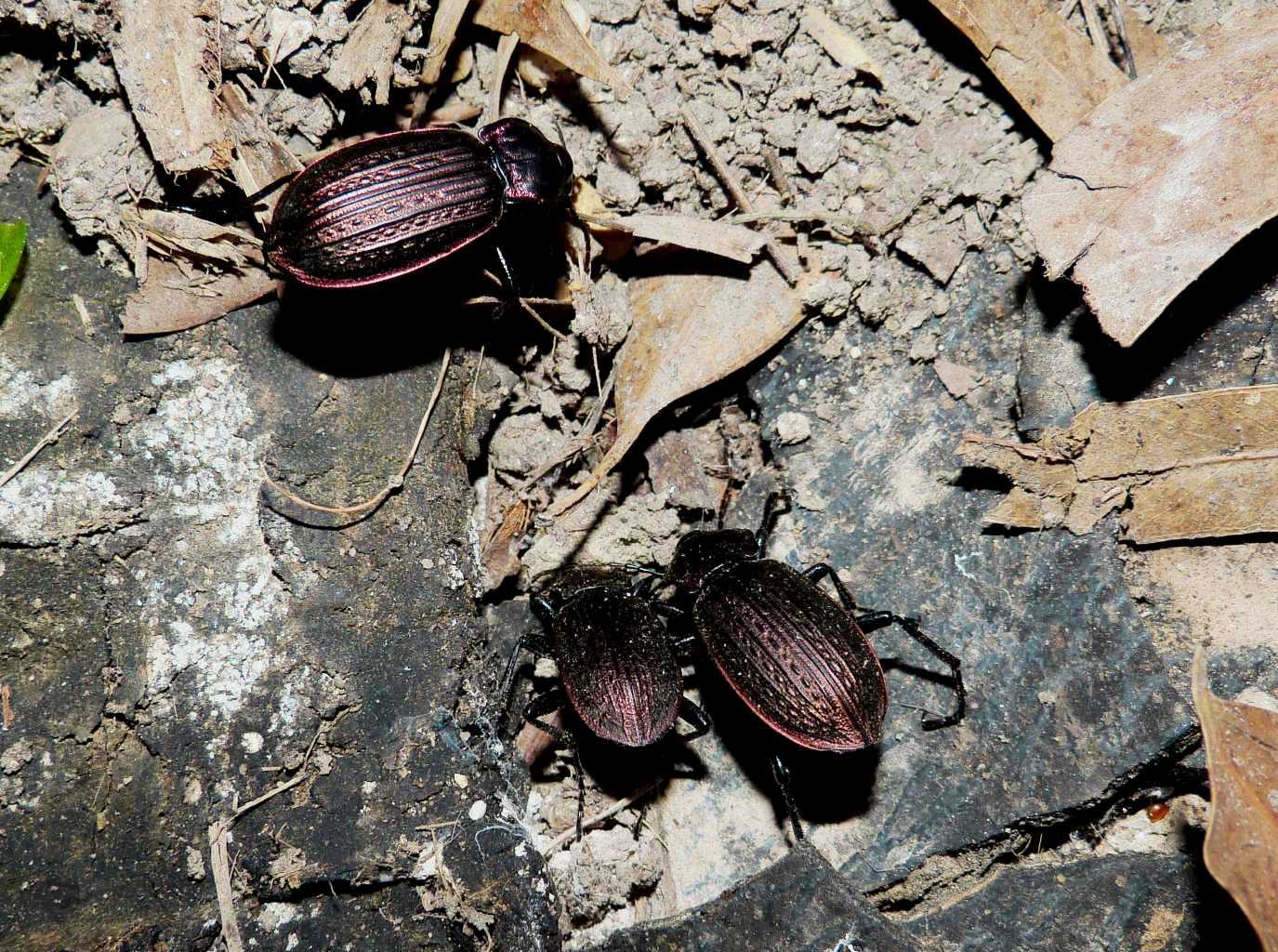 Carabus morbillosus - Ostia (RM)